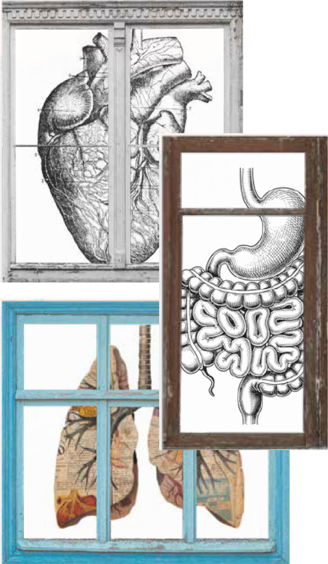 Anatomical illustrations framed in vintage windows