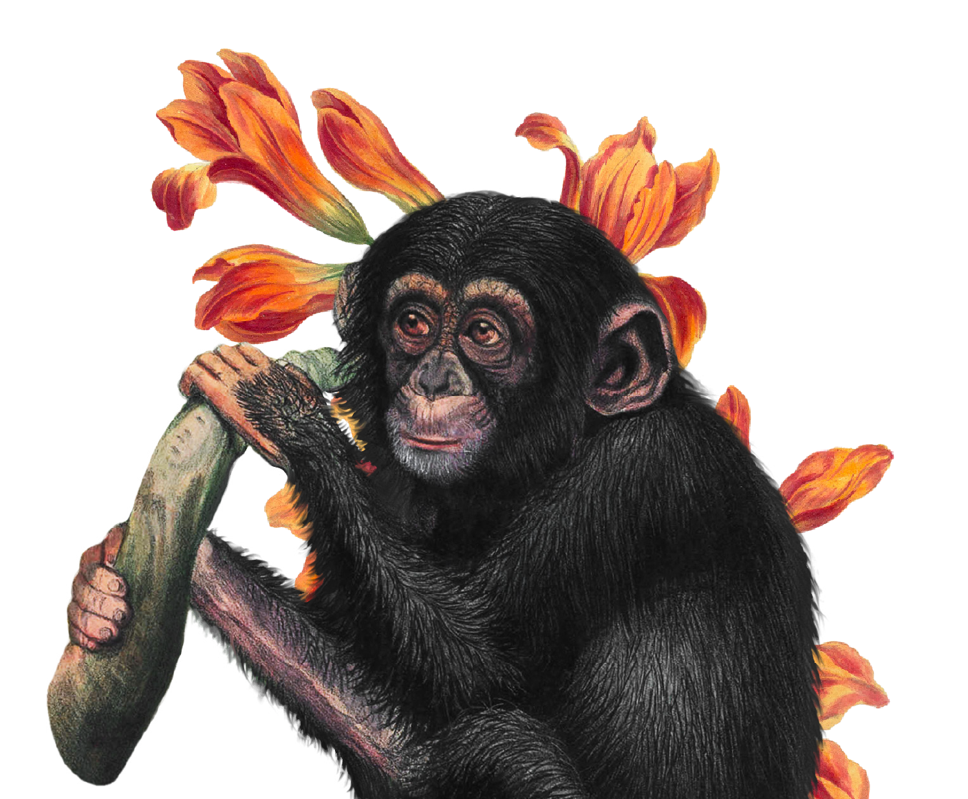 Chimpanzee with orange flowers